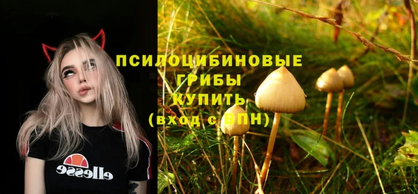 прущие грибы Ахтубинск